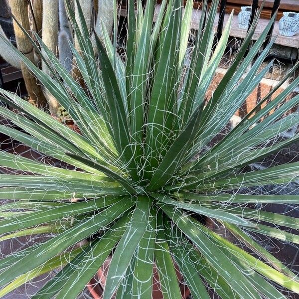 Agave filifera Blatt