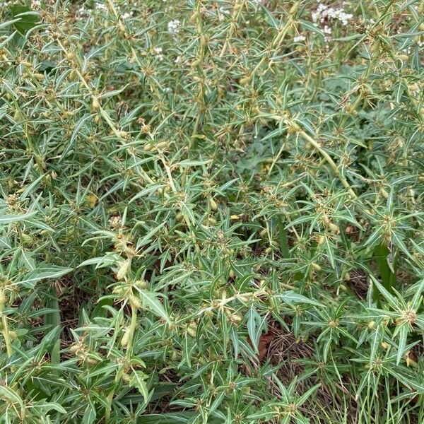 Xanthium spinosum Habit