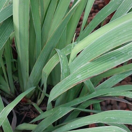 Aristea ecklonii Hoja