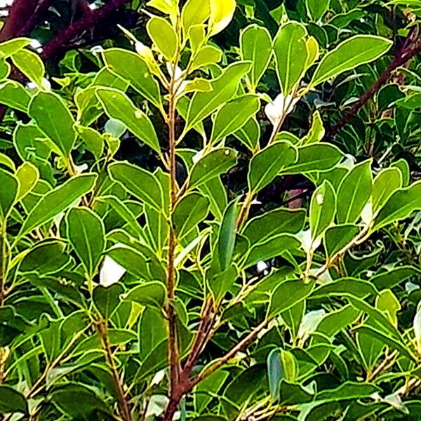 Ficus concinna Leaf