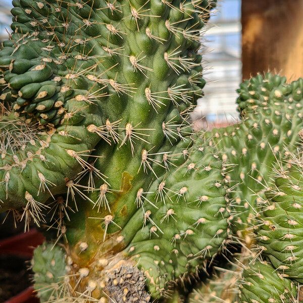 Cylindropuntia fulgida Φύλλο