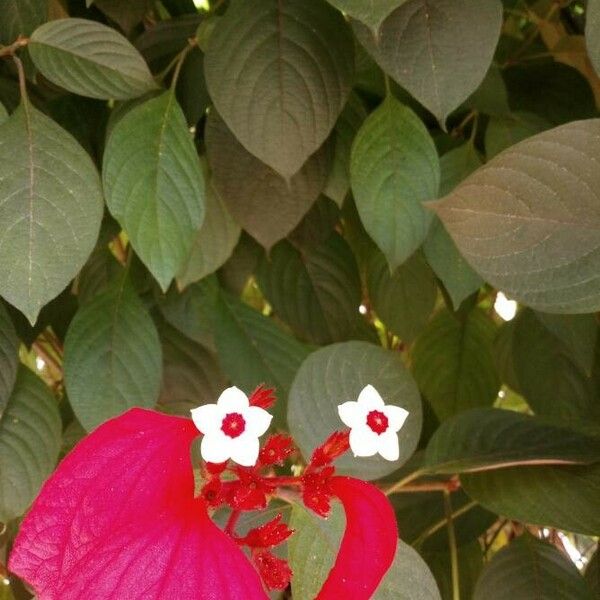 Mussaenda erythrophylla Fiore