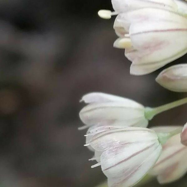 Allium paniculatum 花