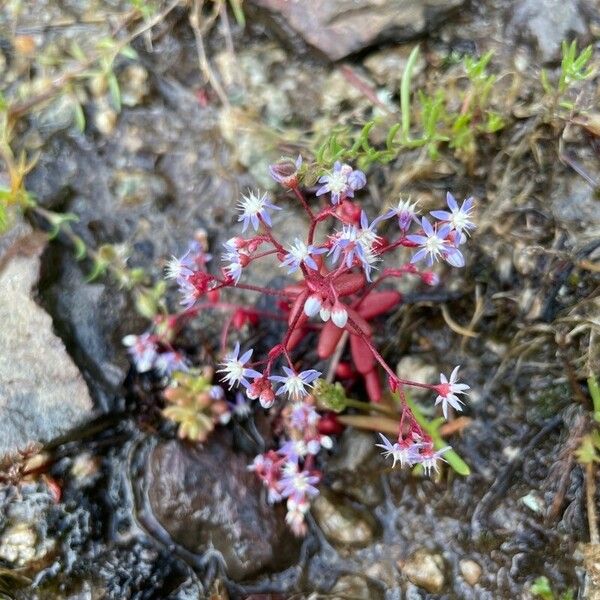 Sedum caeruleum Floare