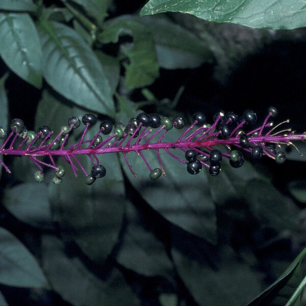 Phytolacca rivinoides ফল