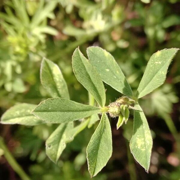 Trifolium striatum ᱥᱟᱠᱟᱢ