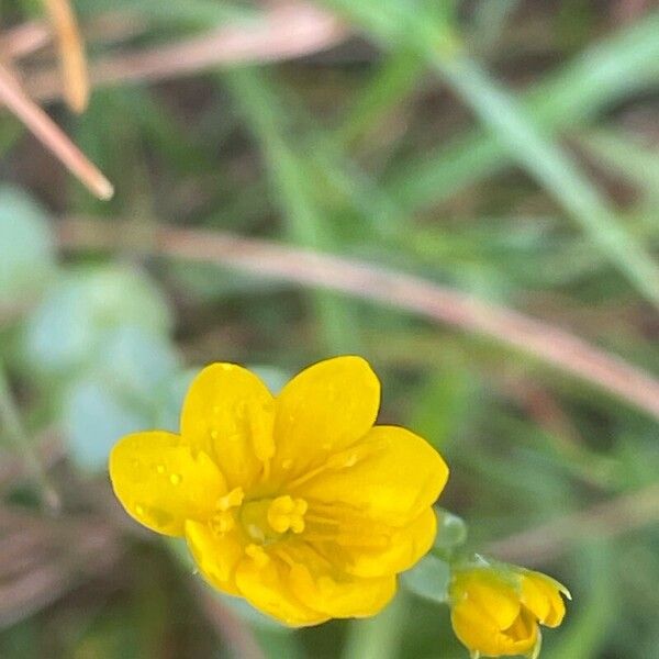 Blackstonia perfoliata 花