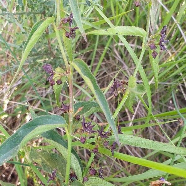 Vincetoxicum hirundinaria Flower