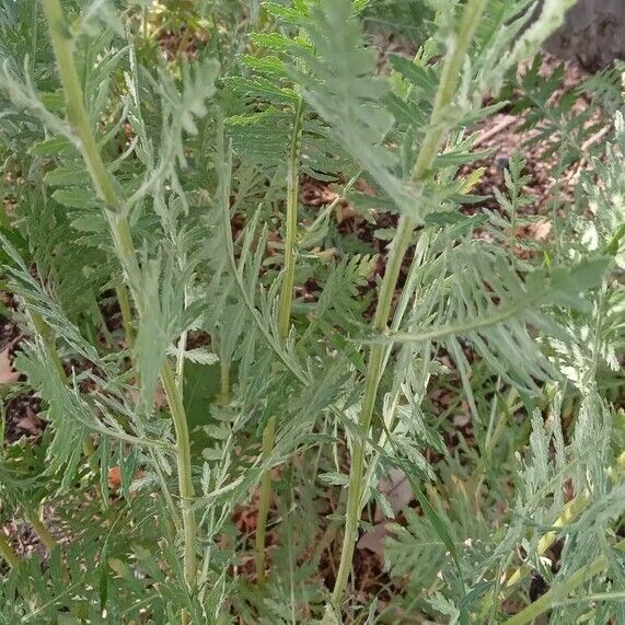 Achillea filipendulina Φύλλο