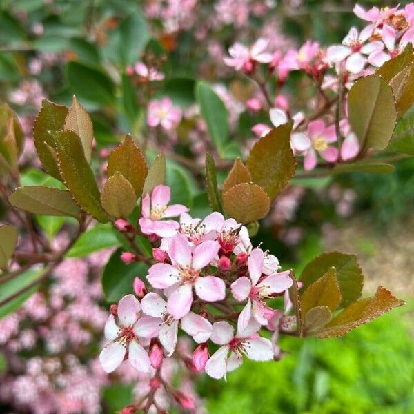 Rhaphiolepis indica Flor