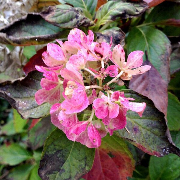 Hydrangea macrophylla Blomma