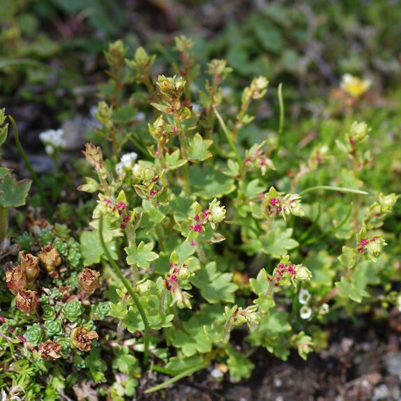 Saxifraga cernua 整株植物