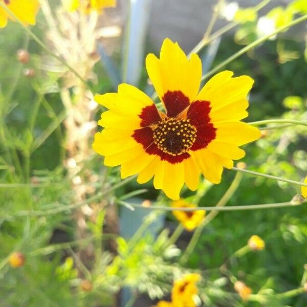 Coreopsis basalis Blüte