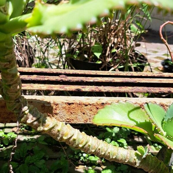 Bryophyllum laetivirens Bark