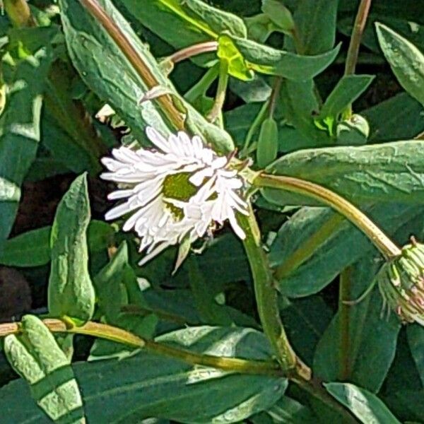 Erigeron speciosus Blüte