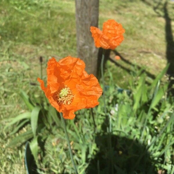 Papaver atlanticum Kukka