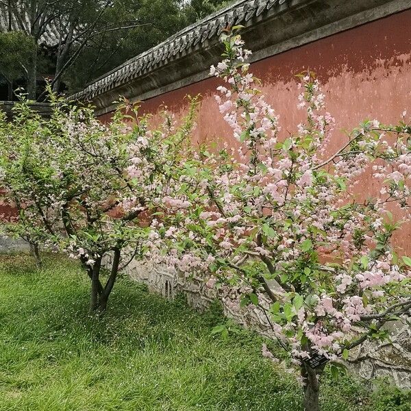 Malus halliana Habit