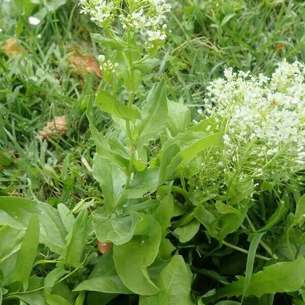Lepidium latifolium Floro