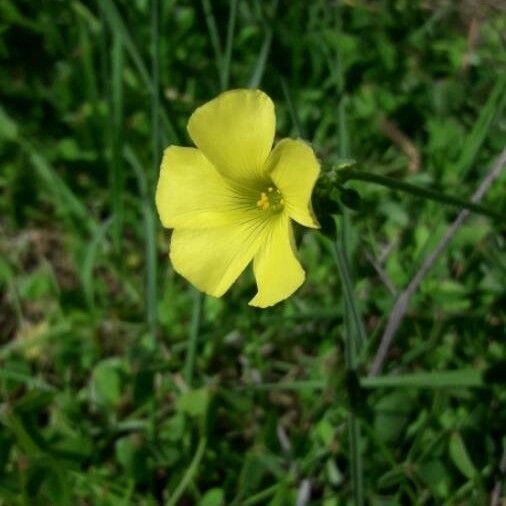 Oxalis pes-caprae फूल