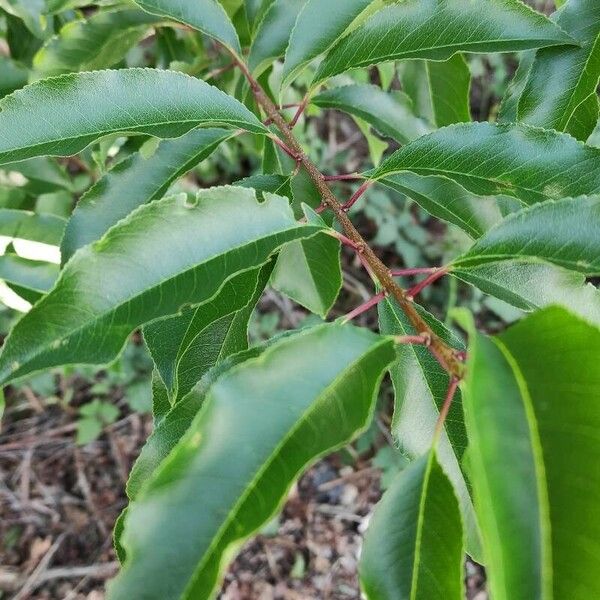 Prunus serotina Лист