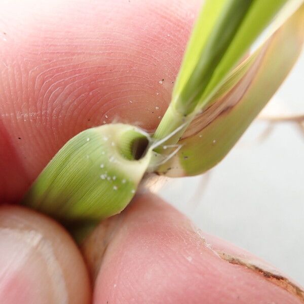 Phragmites karka Leaf