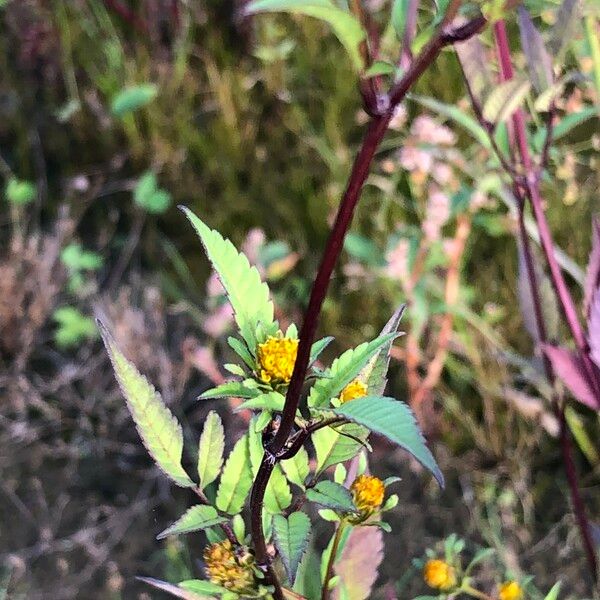 Bidens frondosa Fiore