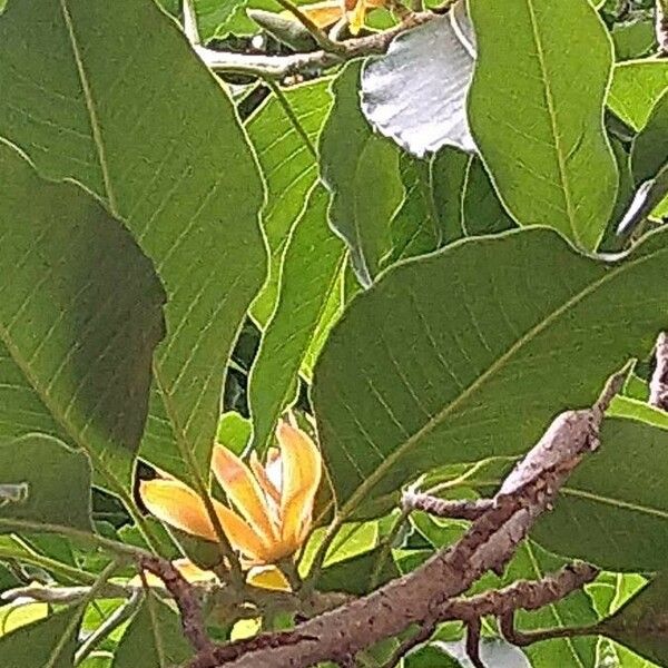 Magnolia champaca Blüte