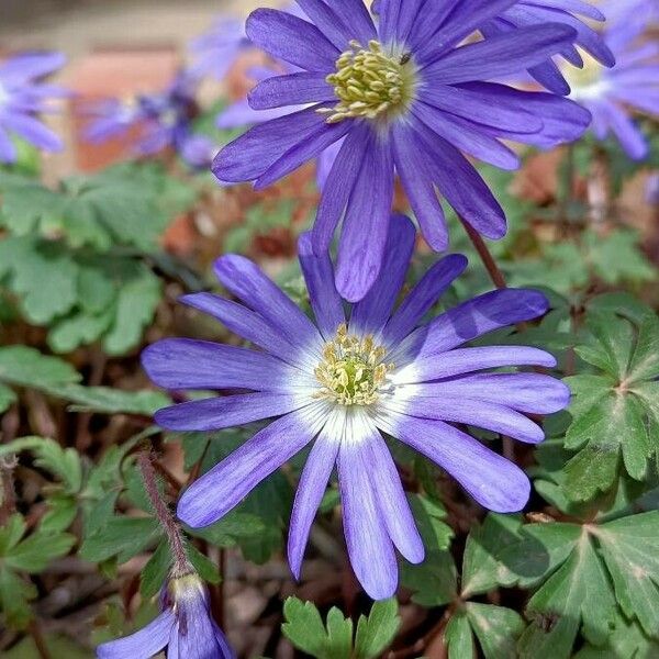 Anemone blanda Flor