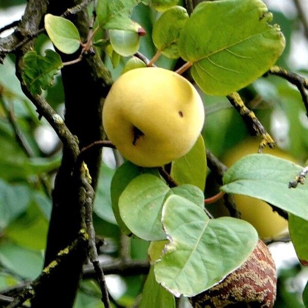 Cydonia oblonga Frucht