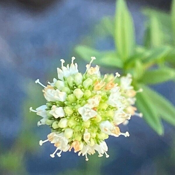 Spermacoce verticillata ফুল