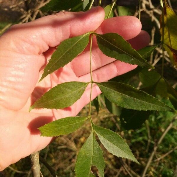 Fraxinus angustifolia Hoja