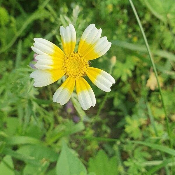 Glebionis coronaria Квітка