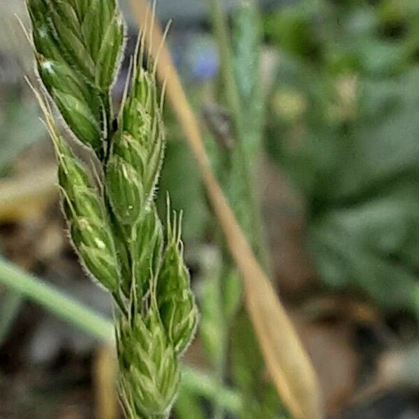 Bromus hordeaceus Flower