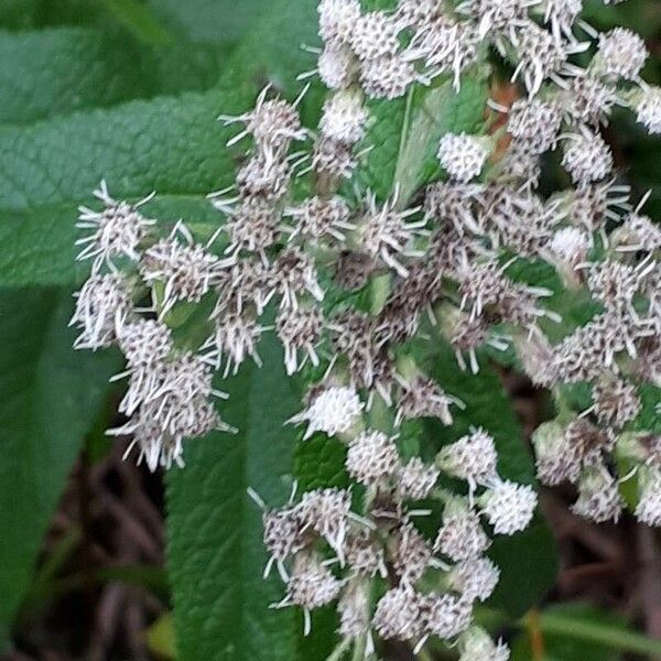 Eupatorium perfoliatum Flor