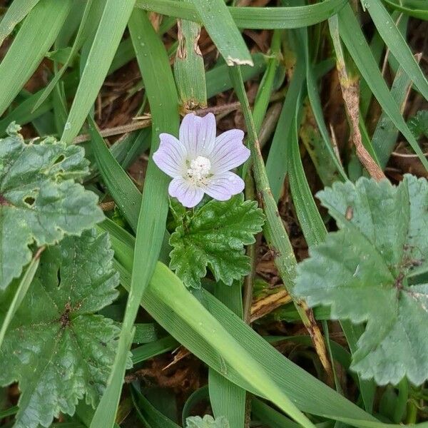 Malva neglecta ফুল