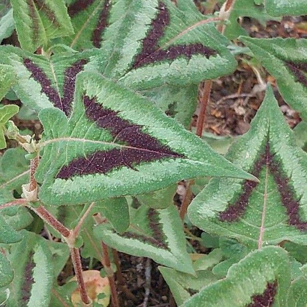 Persicaria capitata Leaf