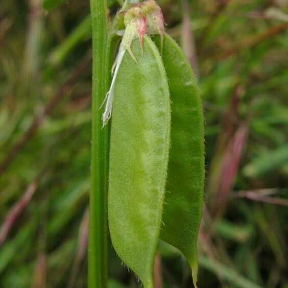 Vicia melanops Fruct