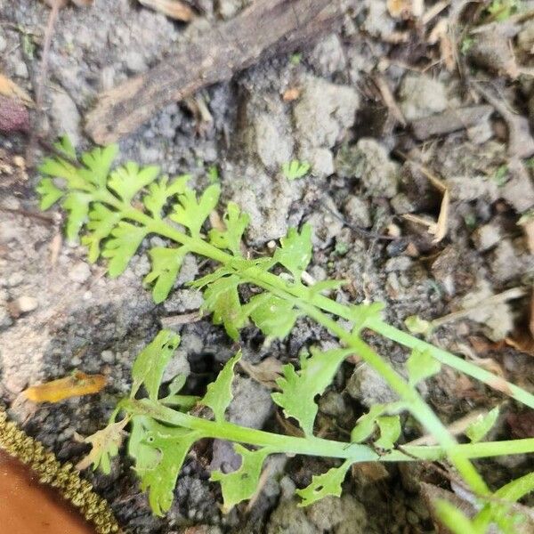 Lepidium didymum Leaf