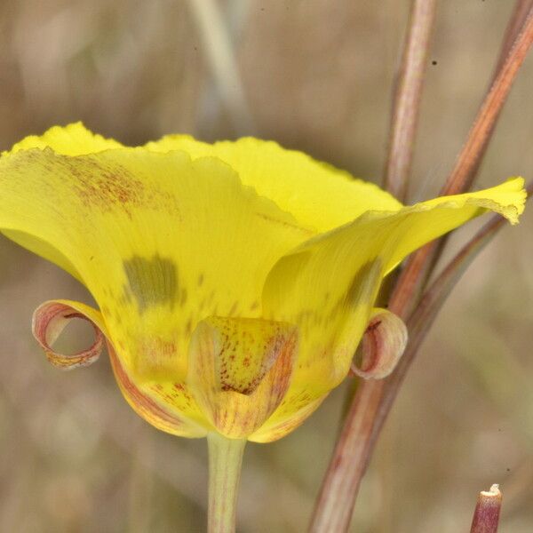 Calochortus luteus Blomma