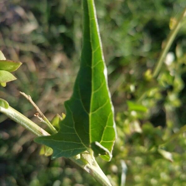 Atriplex micrantha Blad