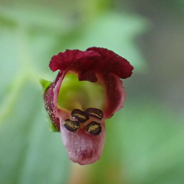 Scrophularia peregrina Cvet