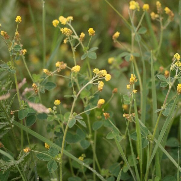 Medicago lupulina Hábito