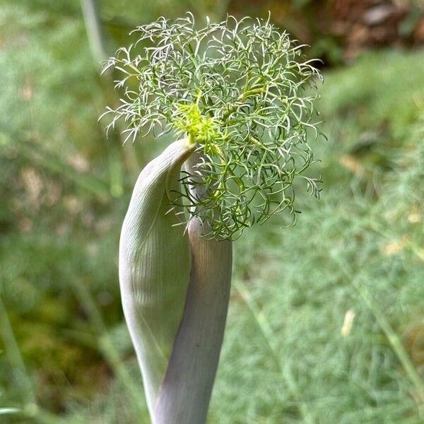 Ferula communis Floare