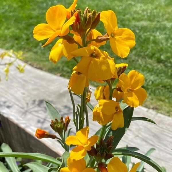 Erysimum × cheiri Çiçek