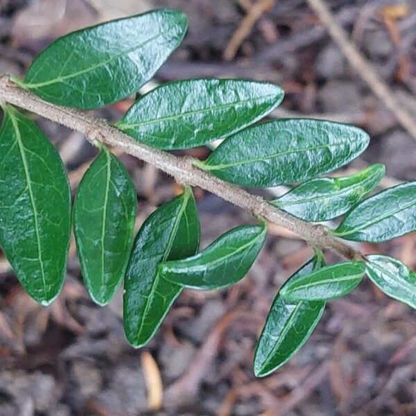 Lonicera ligustrina Folha