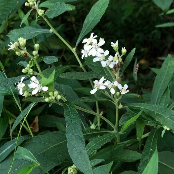 Verbesina virginica Habitus