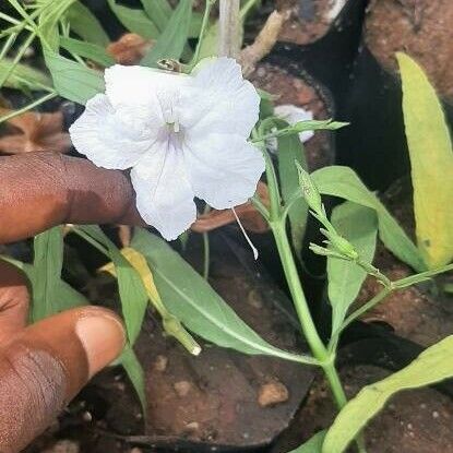 Ruellia strepens Цветок