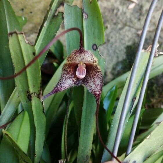 Dracula erythrochaete Flower