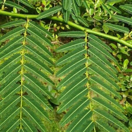 Mimosa pigra Leaf