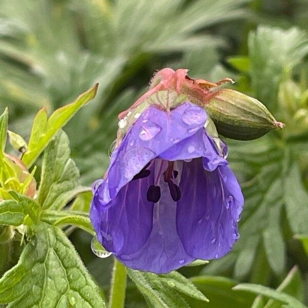 Geranium pratense Fleur